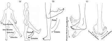 脊柱侧弯自我矫正法